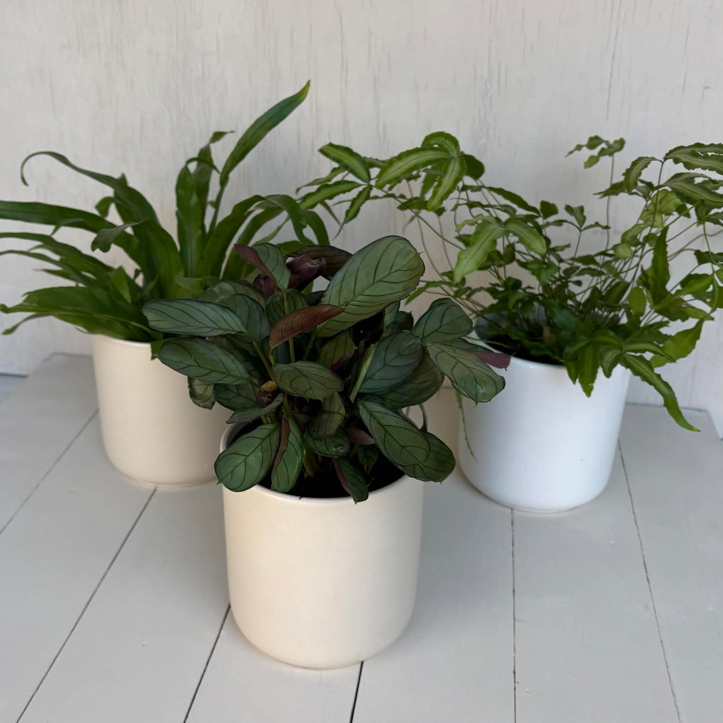 Medium Plant Pot