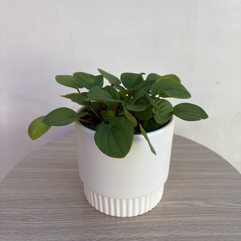 Medium Plant Pot