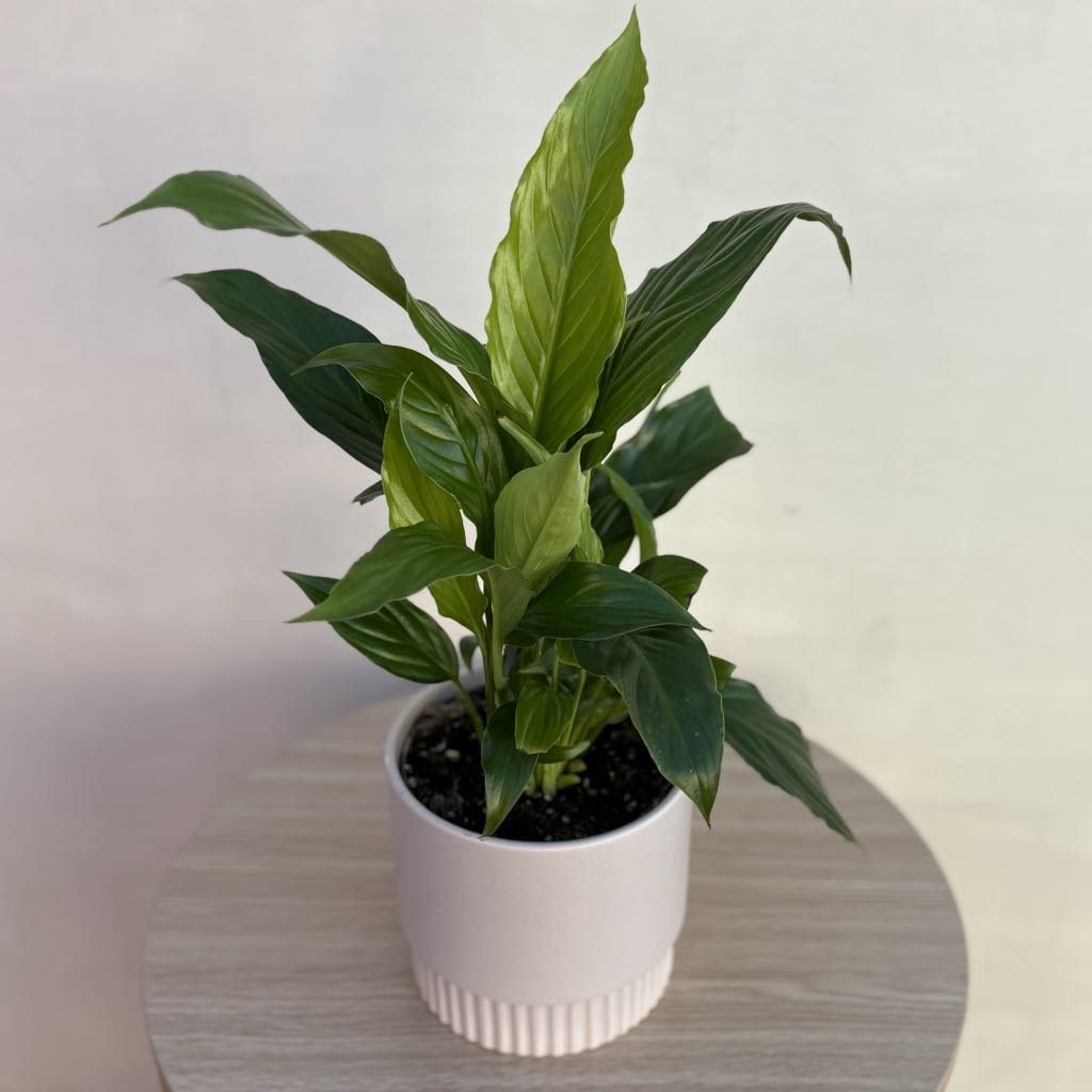 Medium Plant Pot