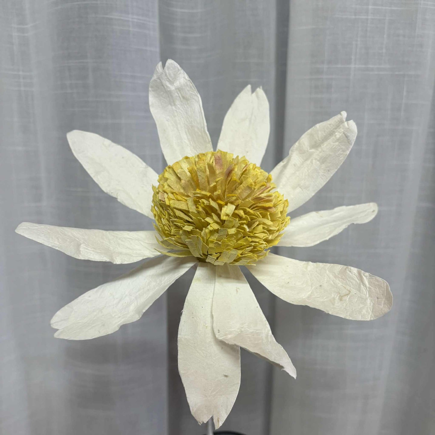 Paper Flower - Echinacea