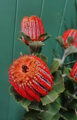 coccinea a winter favourite