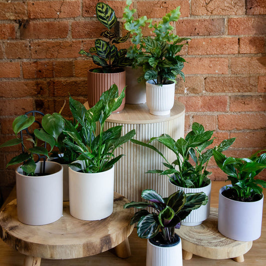 Medium Plant Pot