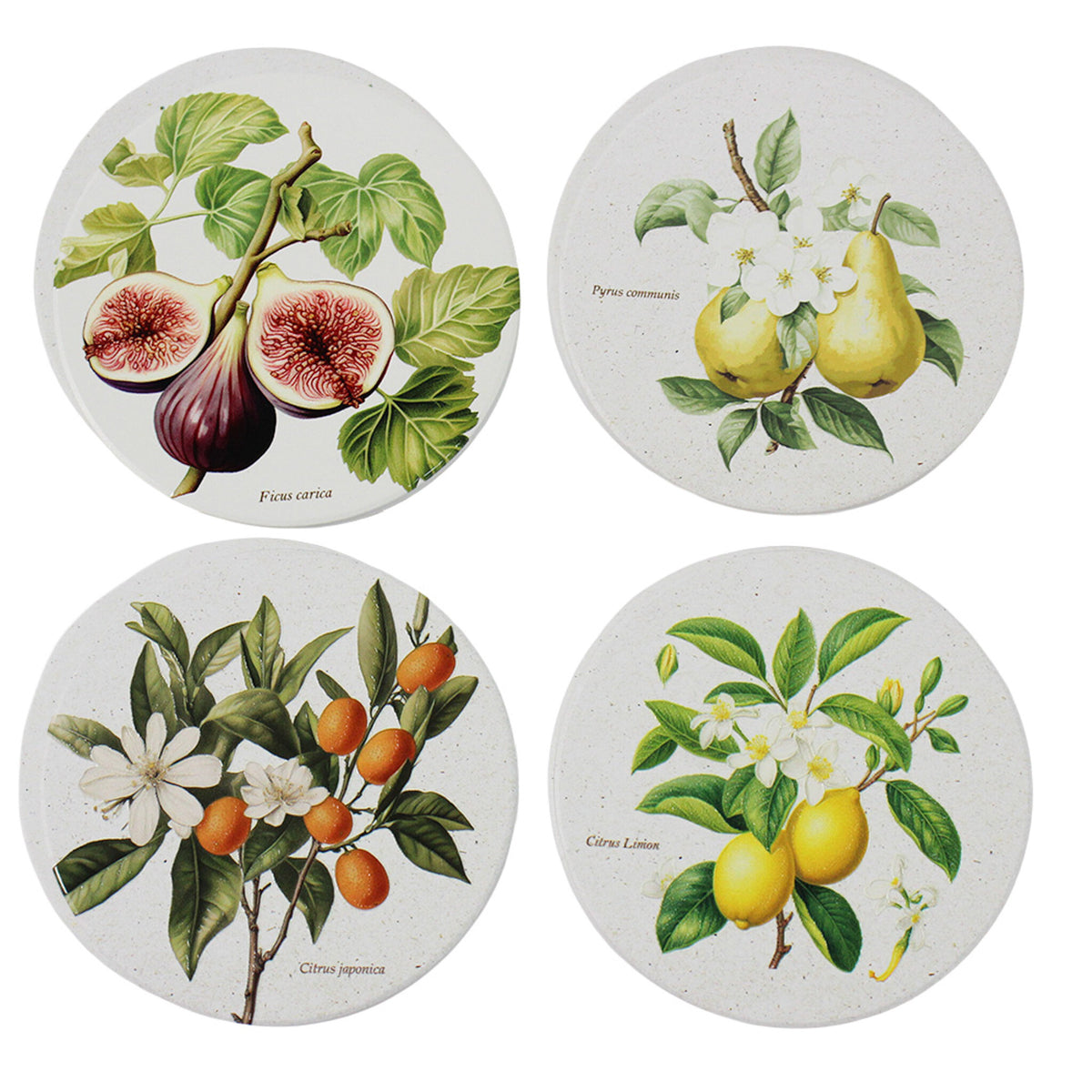 Botanical Fruit Coasters