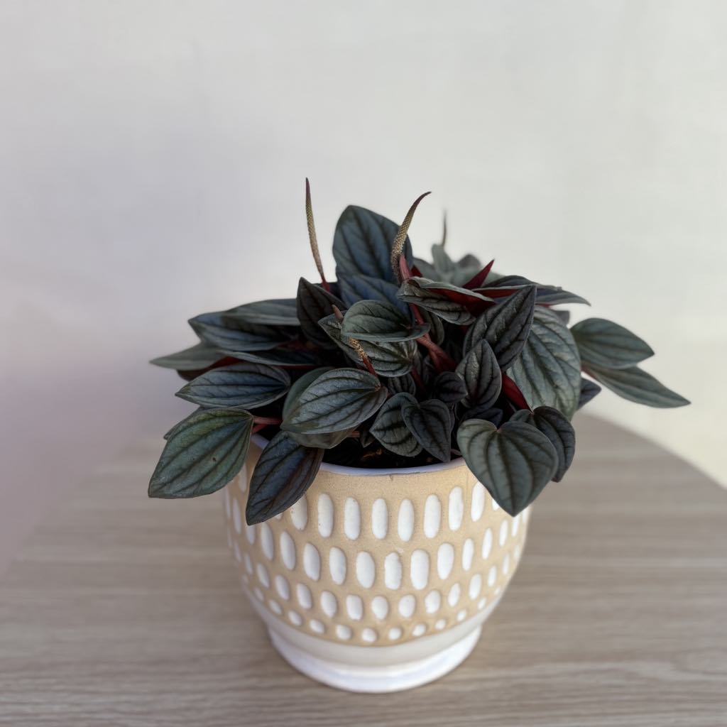 Medium Plant Pot