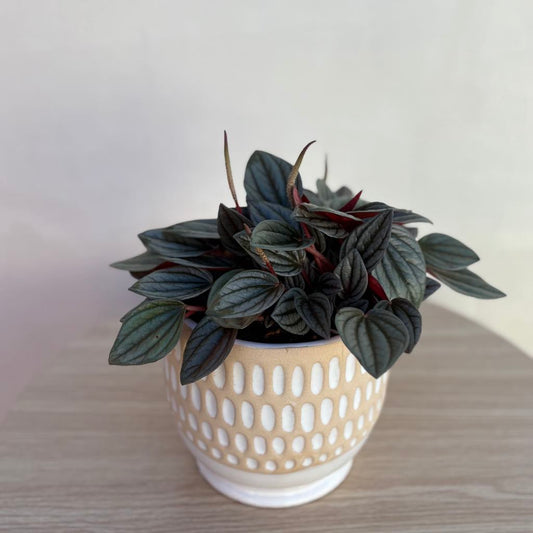 Medium Plant Pot