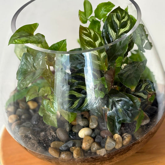 Terrarium