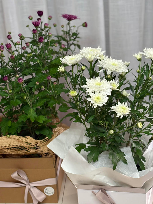 Potted Chrysanthumum