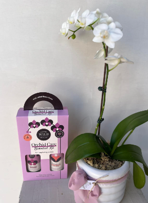 We the Wild Orchid Care Kit & Potted Orchid