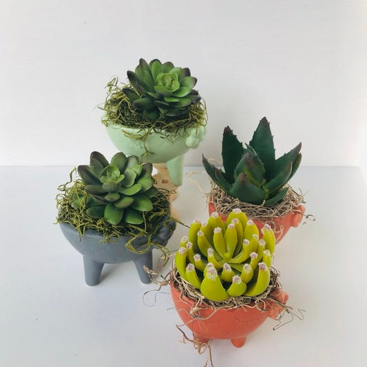 Tiny Face Planter Succulent
